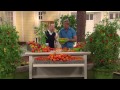 Cottage Farms 2-in-1 Grafted Pork Chop & Carmello Giant Tomato with Dan Wheeler