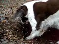 Chelsea The Dog Digging a Hole  - Watch This Bitch Dig!