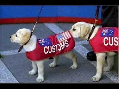 funny dogs and cats video. funny dogs babies and cats