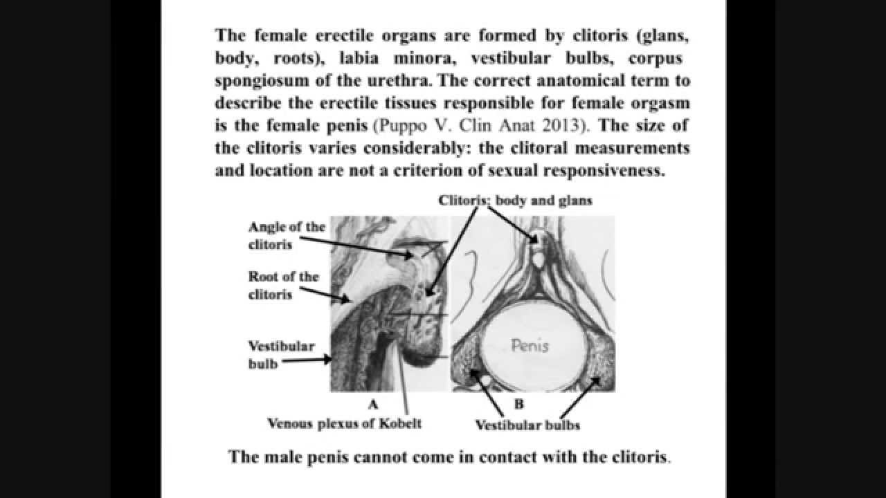 Clitoris correlation drive sexual size