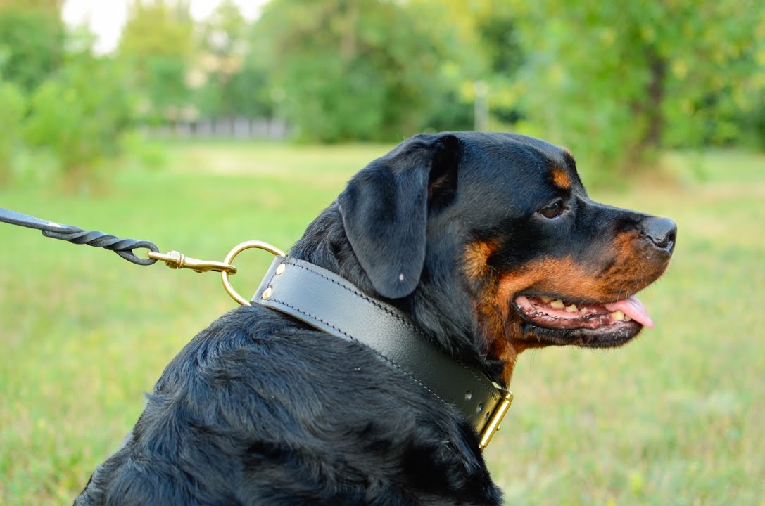 Rottweiler in amazing Leather Dog Collar perfect for ...