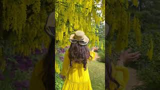 Laburnum Walk At Vandusen Botanical Garden