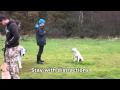 Mac - 10 week old Golden Retriever Puppy Residential Dog Training - Adolescent Dogs - Puppy Training