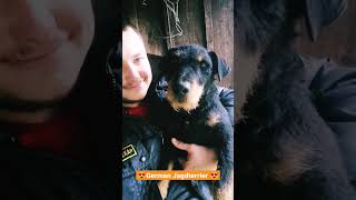 German Jagdterrier