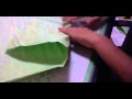 Origami (page 38). YouTube Flower Video Tutorials