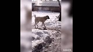 Alabai Tiktok Videoları Hırçın Alabai̇,Kangal, Vi̇deolari