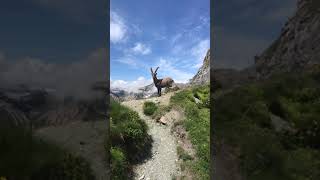 Trailrunning In The French Alps Bouquetin Ibex Au Col Du Grand Marchet