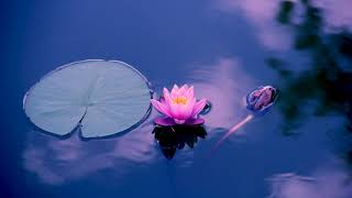 1 Hour of Meditation Music (Stress relief, Relaxing, Healing Therapy)
