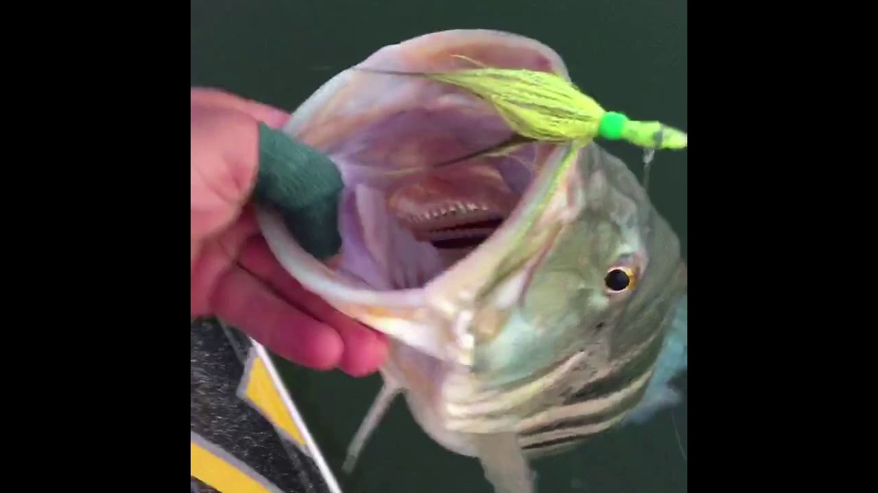 Canal Gondo Fishing