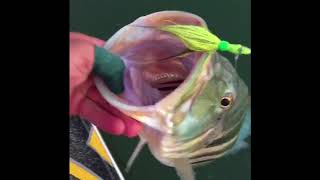 Jig Gondo Fishing