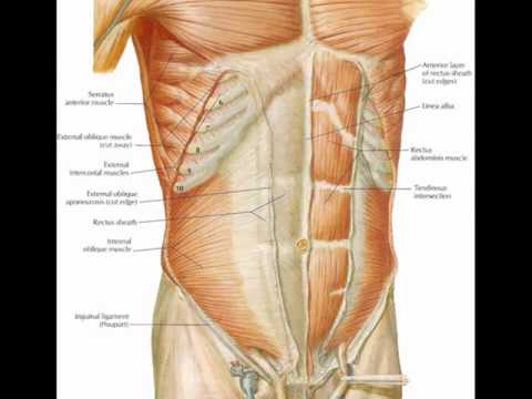 General Anatomy ~ ANTERIOR ABDOMINAL WALL - YouTube