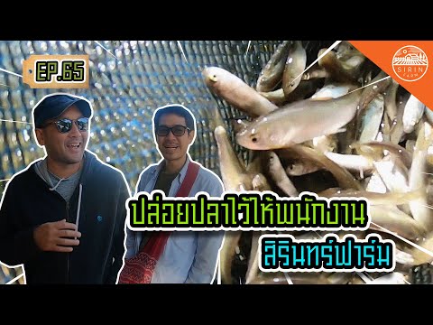 ปล่อยปลาไว้ให้พนักงานสิรินทร์ฟาร์ม - สิรินทร์ฟาร์ม EP.65