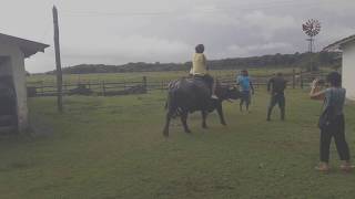Montaria em Búfalo na ilha de Marajó