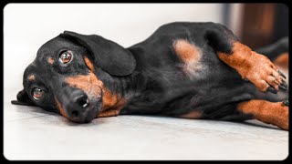 Don't trust cute dachshund eyes vol.2! Funny dog video!