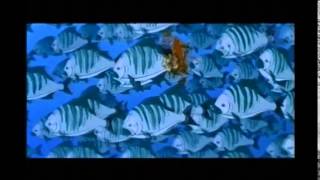 Suddenly -A Fish Tale