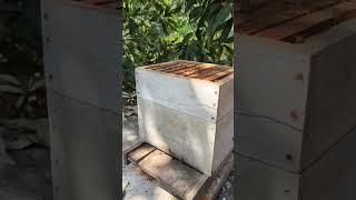 Honey Bee