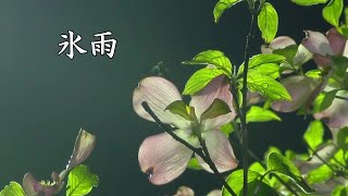 氷雨 八代亜紀 氷雨 八代亜紀