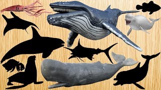 Sea Animals for Kids, Sea animals Learn Name and Sounds Killer Whale, Sperm Whale, Humpback Whale