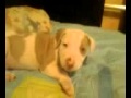 pitbull american stanford terrier de 2 meses