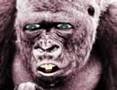 DIVERTENTE GORILLA PARLANTE IN BARESE MOLTO EDUCATOBYMAURY76
