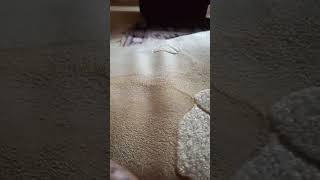 Meenu Rajput Is Live