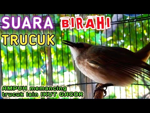 DIJAMIN Trucukan lain AUTO GACOR dengar Suara TELER Trucuk birahi ini