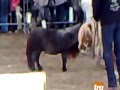 Rapito Charlie il cavallo più piccolo del mondo
