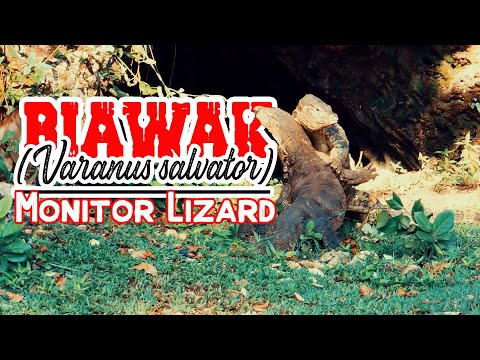 Pertarungan antar Biawak di Cagar Alam Pangandaran - Monitor Lizard Fighting