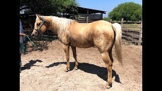 RANCHOLAROSA. MATTDILLON DUNITNICE SEMENTAL RANCHOLAROSA@CUARTOSDEMILLA