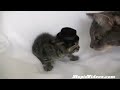Speedo Hates Top Hats