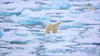 Nordpol Expeditions-Reise Rund Um Spitzbergen