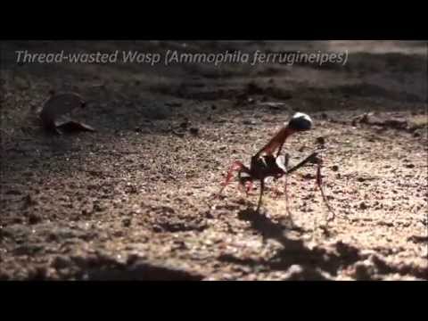 Header of Ammophila ferrugineipes