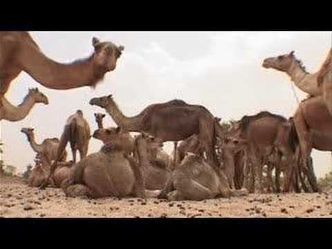 Heart of Darfur: Musa Hilal the Janjaweed - 20 Aug 07