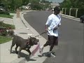 pitbull puppies for sale, The largest bully blue pitbull, BGK's The Rock, bully blue pitbull puppy