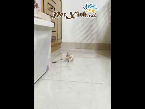 Hamster Bear Giang Hồ