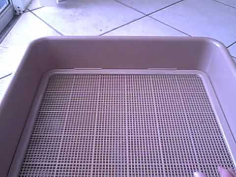 Litter Box Train Your Dog or Puppy - YouTube