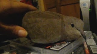 Dove cooing: likes to sit and Dove cooing: likes to sit and