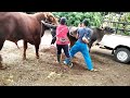 MBS55 Cambodia Meeting Cow I How to breed cow in village Cambodian Girl