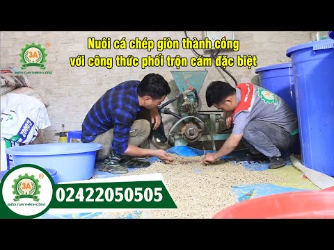 Công thức phối trộn thức ăn cho cá chép giòn - Mô hình nuôi cá chép giòn tại Điện Biên
