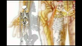 What is a Holistic Health Practitioner? What is Holistic Healing?