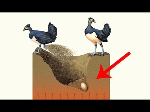 Sau khi chôn quả trứng xuống lớp đất sâu chim bố mẹ bỏ đi biệt xứ