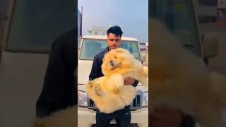 World Healthest Chow Chow Dog