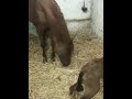 È nata Video È nata Video