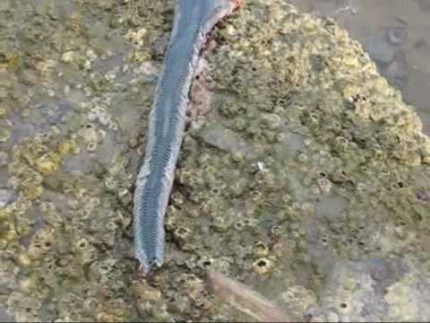 blue sea slug. Weird Sea Slug