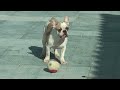 Видео Собачки на прогулке