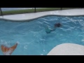 Fin Fun Mermaid Tails Live Mermaids Swimming In Our Pool Fin Fun Mermaid Tails Live Mermaids Swimming In Our Pool
