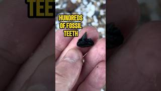 Insane Day Fossil Hunting The Calvert Cliffs