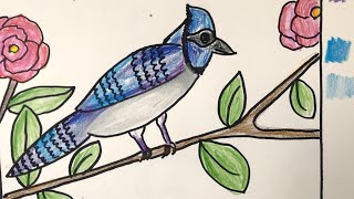 Blue Jay