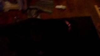 Pit Bull Roxy