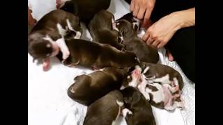 제이제이씨씨 -Stagram Official 12 New-Born Puppies